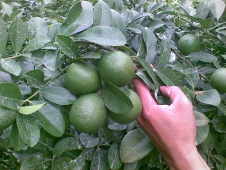 Lãi gần 2 tỷ đồng từ trồng chanh không hạt